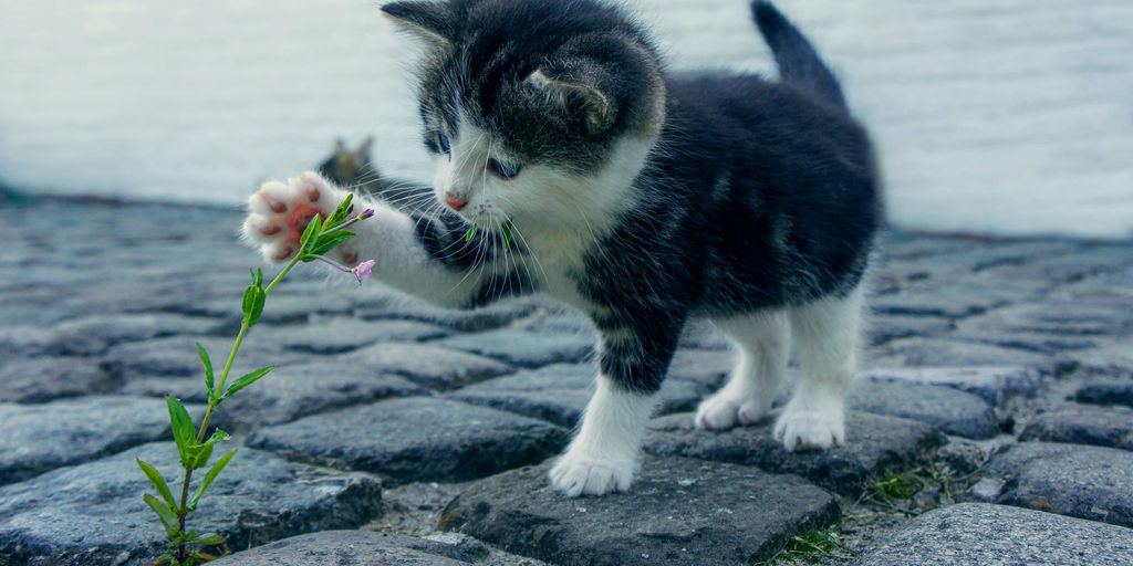 Frito Feet: Explaining Your Cat’s Unique Smell