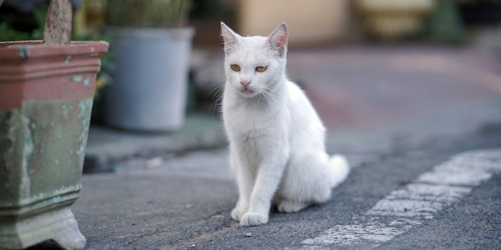 a white cat sitting next to a potted plant