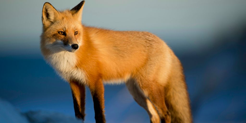 brown fox on snow field