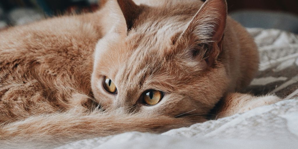 Face-Down Sleep: Uncovering Why Cats Do It