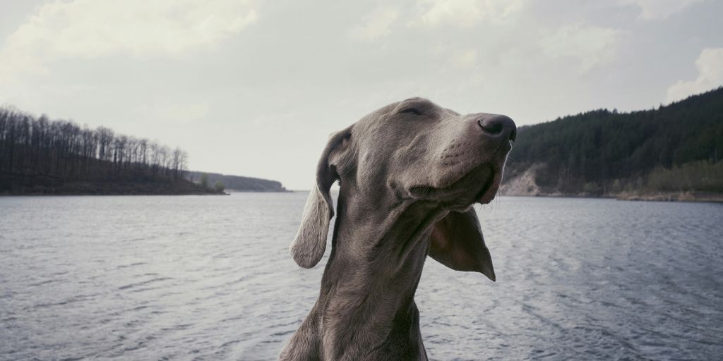 grayscale photography of short-coated dog