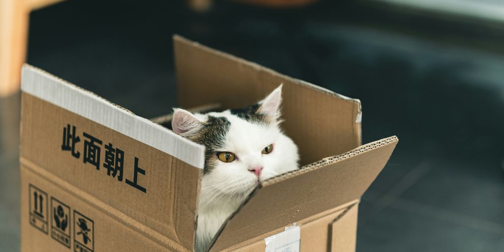 tuxedo cat in brown cardboard box