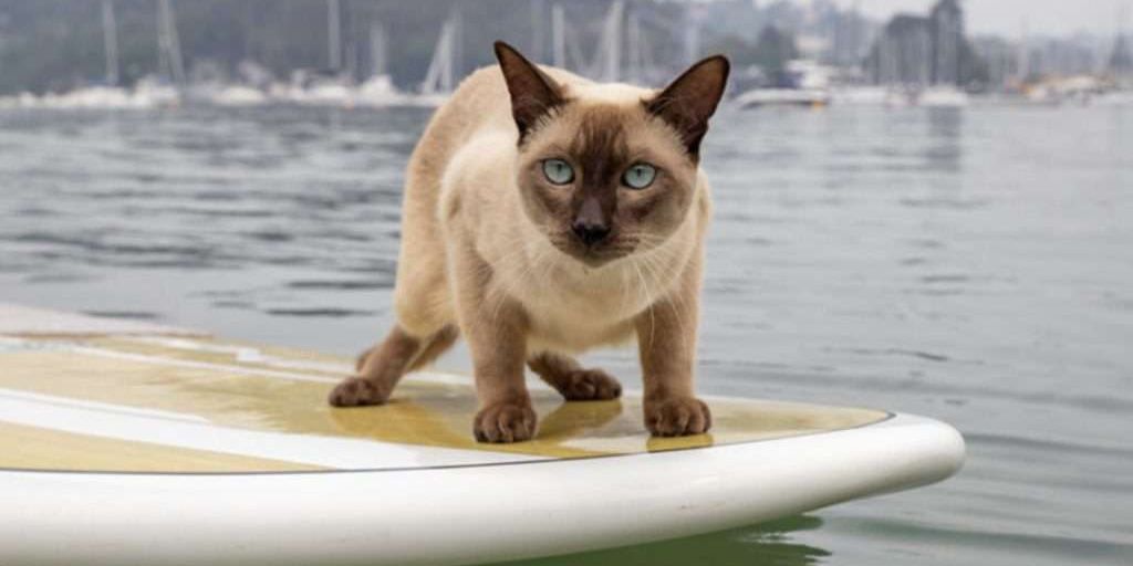 The Ultimate Guide to Cats Meow Boarding: What Every Pet Owner Should Know