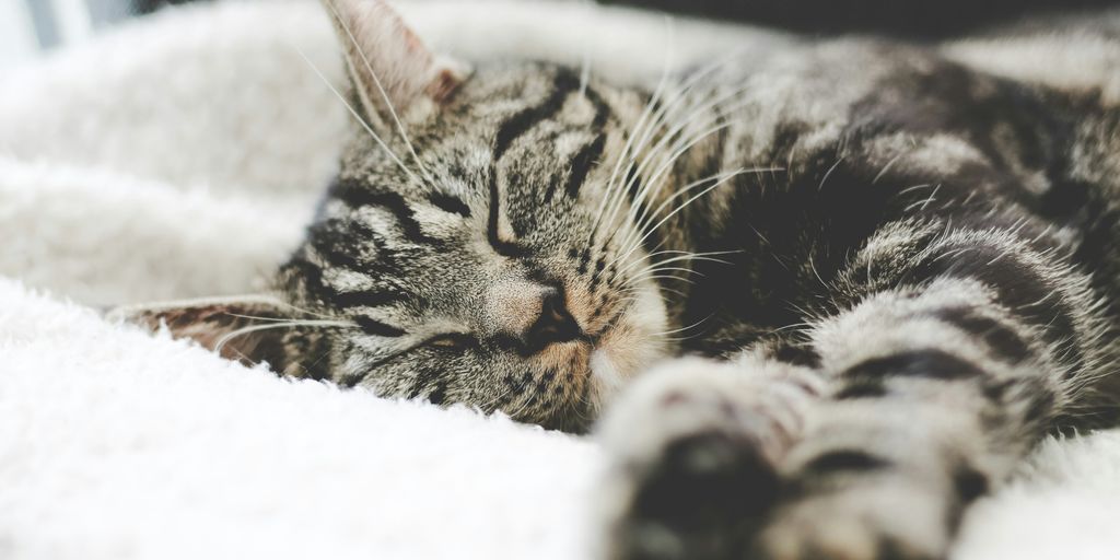 silver tabby cat sleeping on white blanket