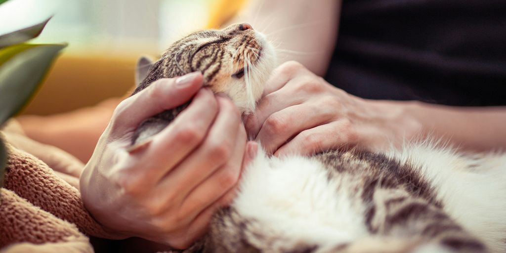 How to Reduce Stress in Cats: Tips for Creating a Calming Environment