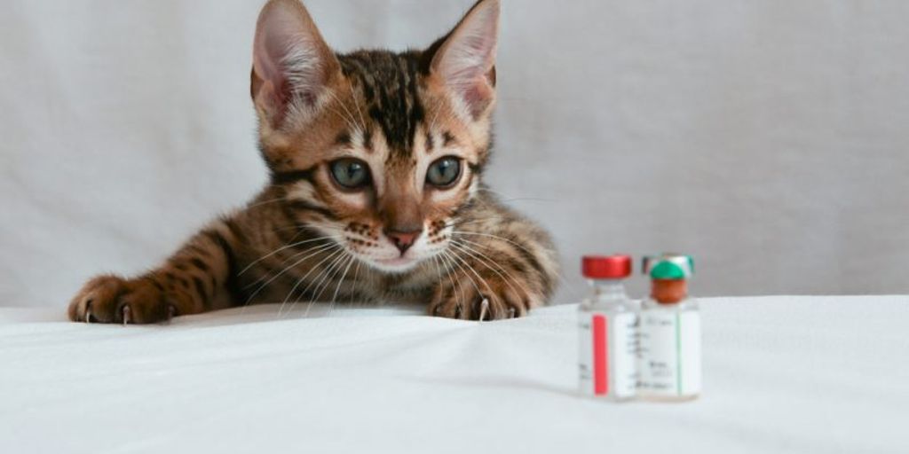 Cat Boarding No Vaccinations: Safe Options for Your Feline Friend