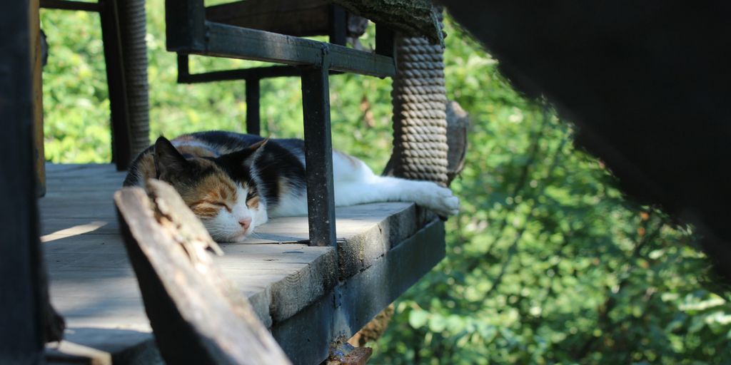 a cat that is laying down on a porch