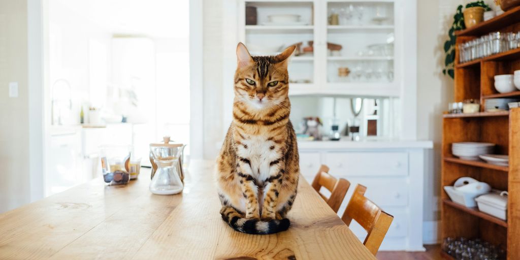 How to Keep Your Cat Safe in the Kitchen: Tips and Precautions