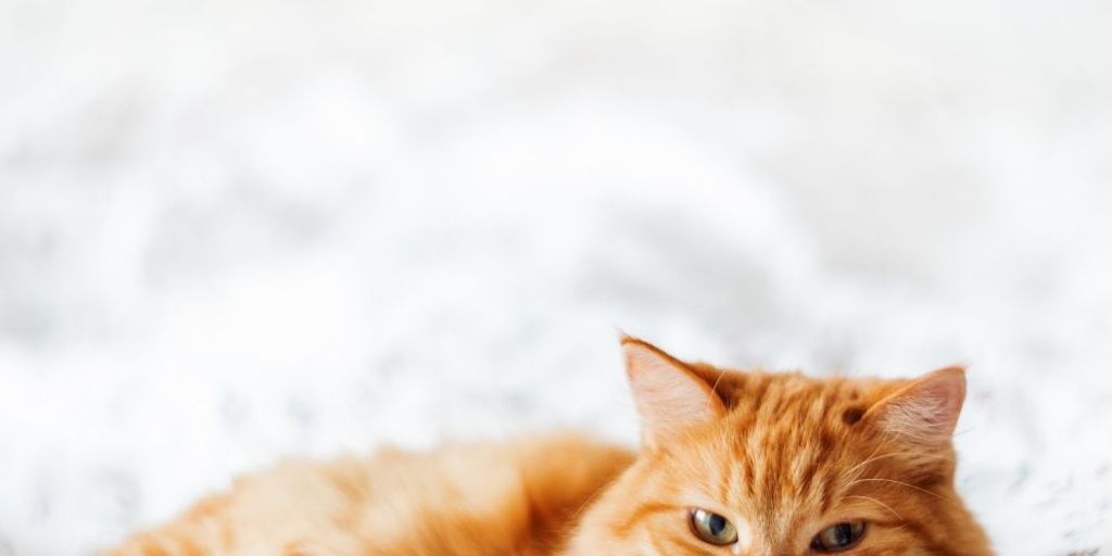 The Ultimate Guide to Choosing a Long Term Cattery for Your Feline Friend