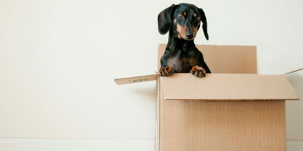 black and brown Dachshund standing in box