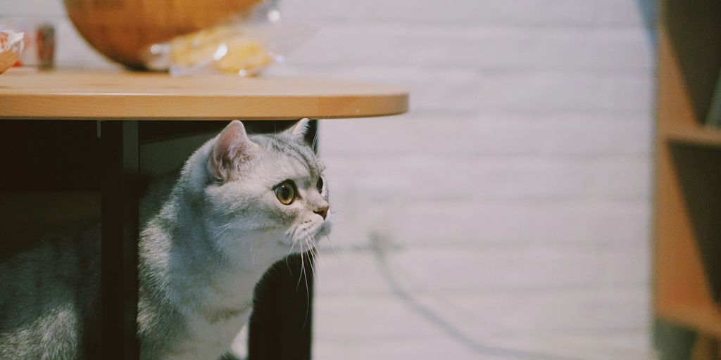 gray and white cat