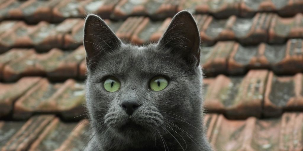 russian blue cat on brown roof