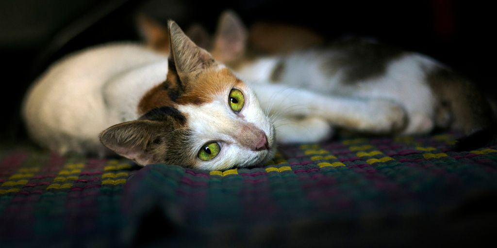 white and brown cat lying on multi color textile