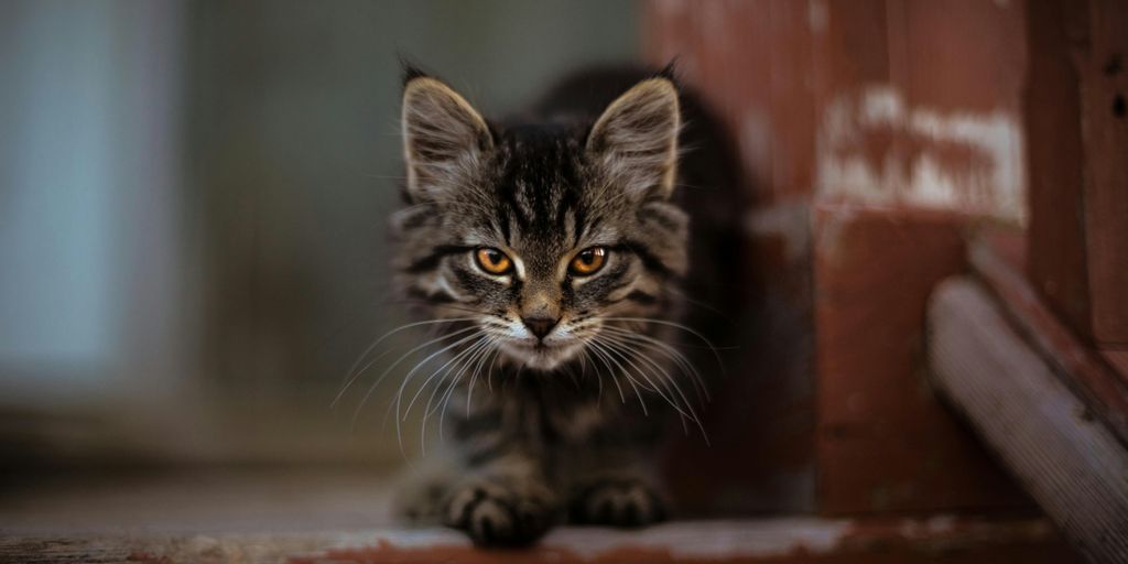 gray tabby cat sitting on brown wooden surface