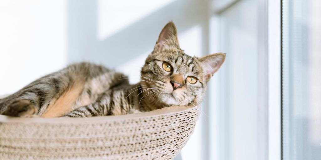 Holistic Hope: Treatments for FIV-Positive Cats