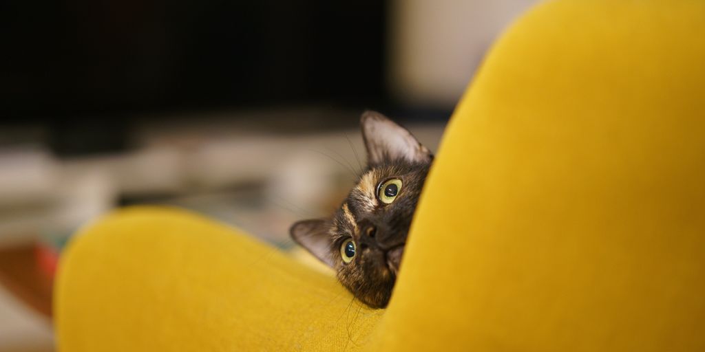 a cat peeking out from behind a yellow chair