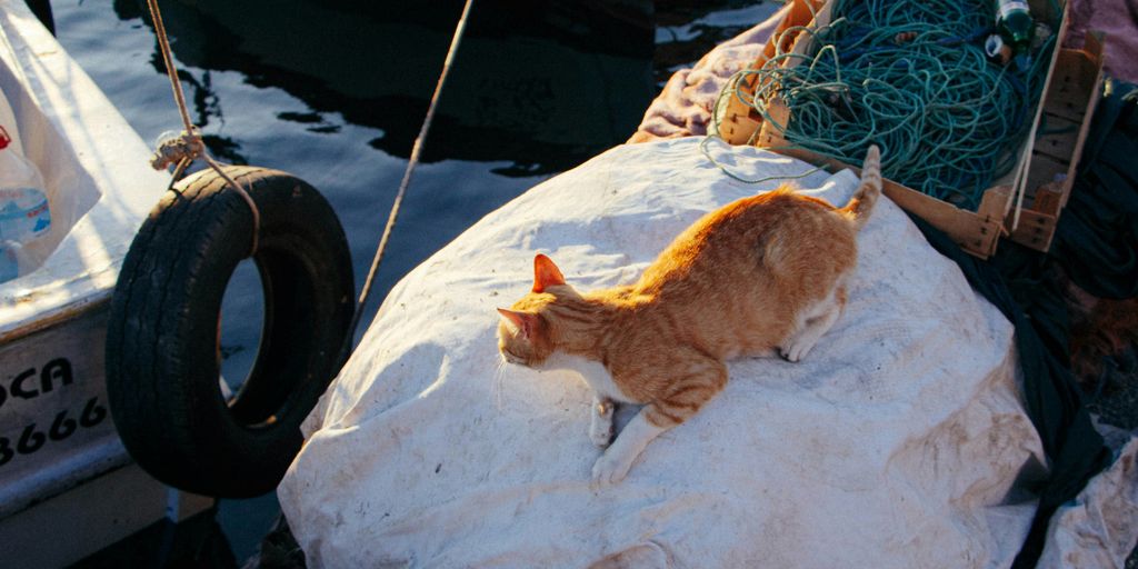 a cat laying on a piece of paper next to a boat