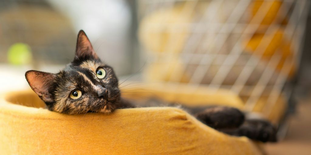 Cats and Relaxation: Creating a Calm Environment for Your Feline