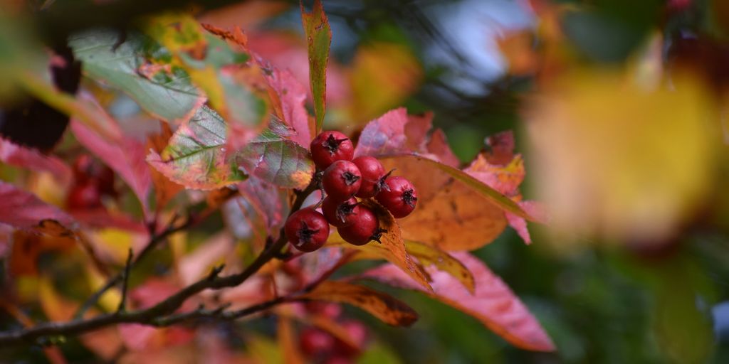 a branch with red berries and green leaves