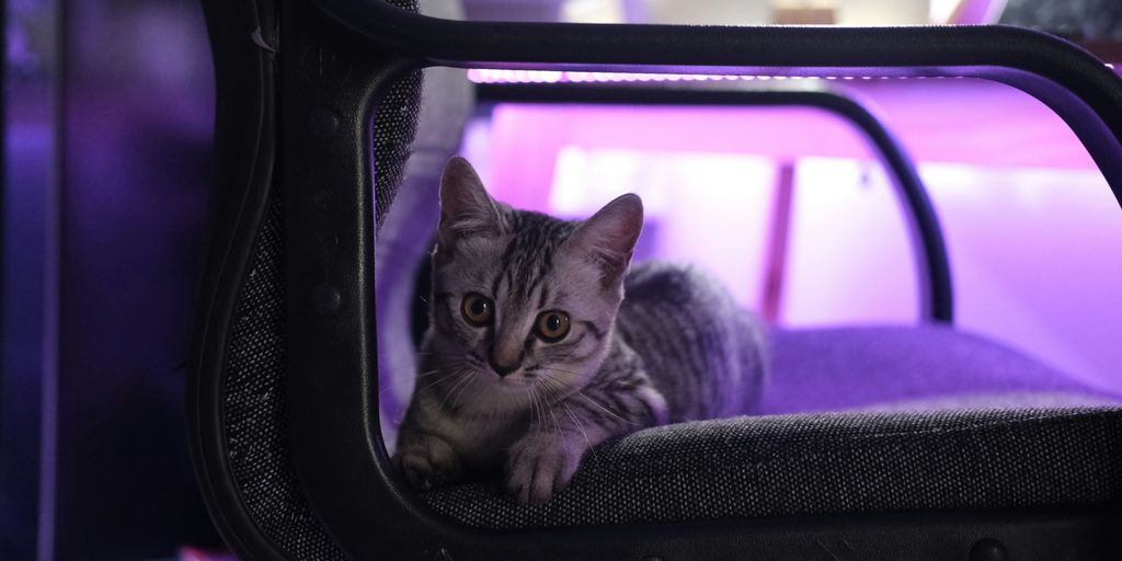 silver tabby cat in car