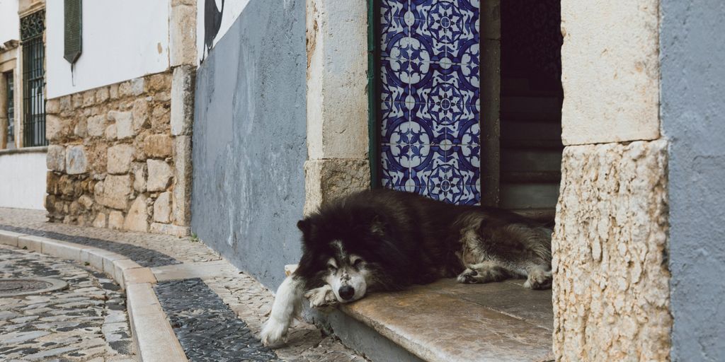 black and white long coated dog lying on floor