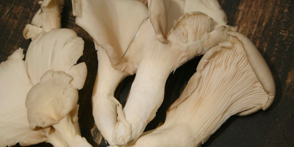 a group of white mushrooms