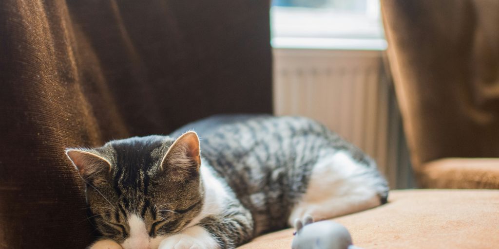 silver tabby cat lying on chair