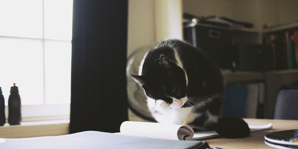 black cat scratching on table