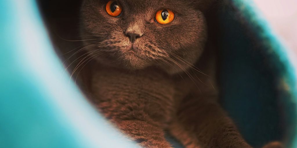 a cat with orange eyes