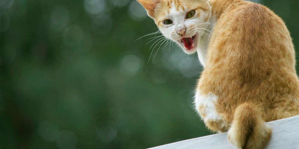 Why Do Cats Hiss? Understanding Feline Defensive Behavior