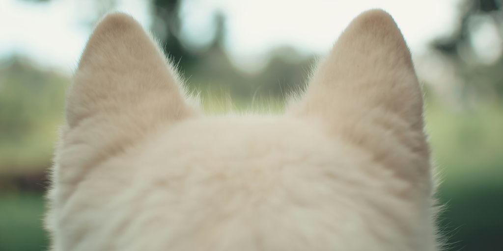 a close up of a white dog's face