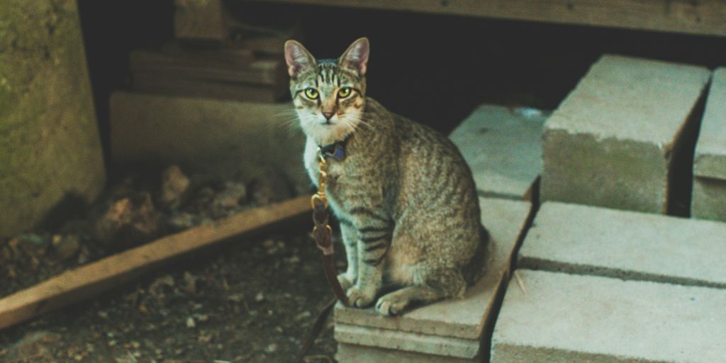 a cat sitting on top of a cement block