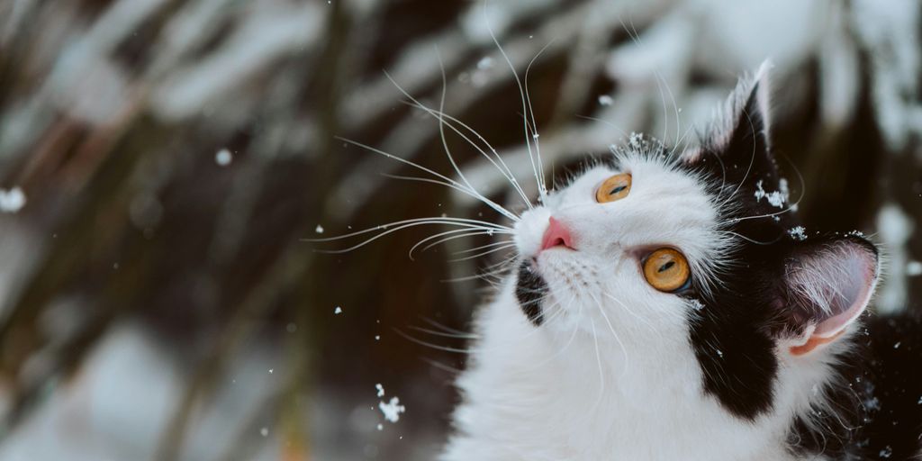 a black and white cat with yellow eyes looking up