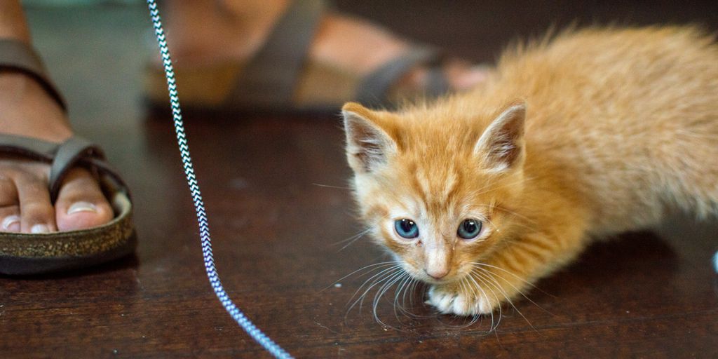 orange tabby kitten on brown wooden table