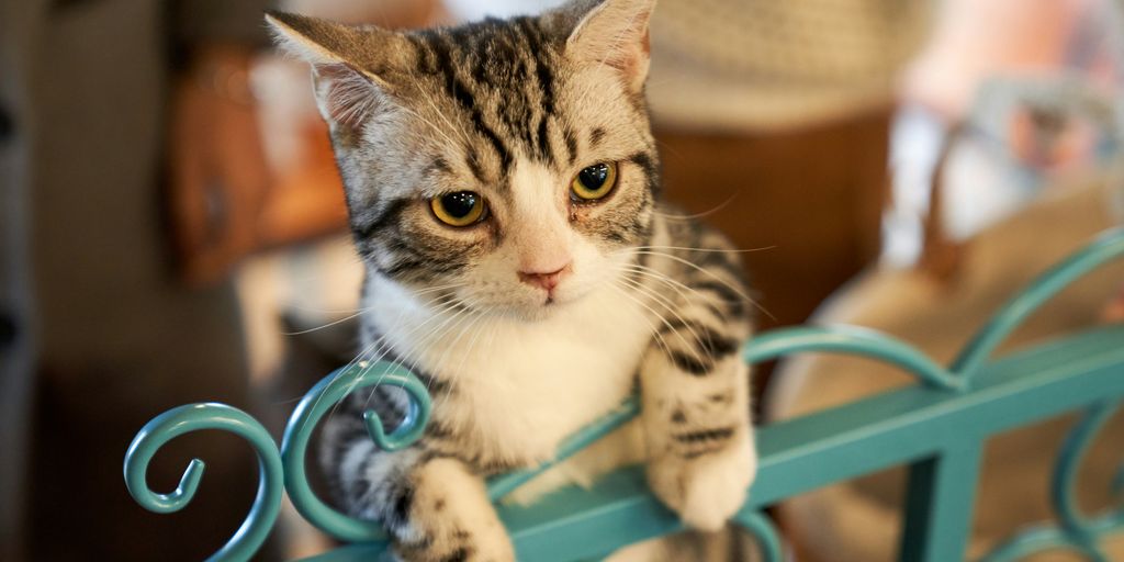 brown tabby cat on teal metal gate