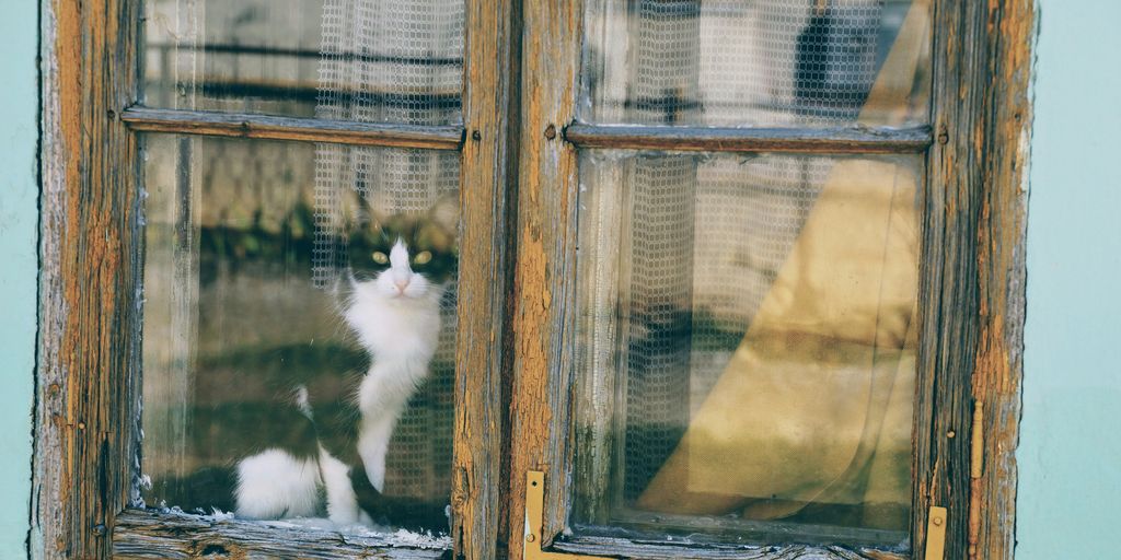 cat looking through window during daytime