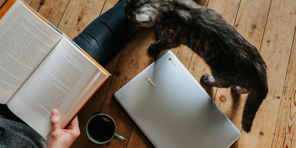 cat walking through laptop computer near woman reading book white lying on floor