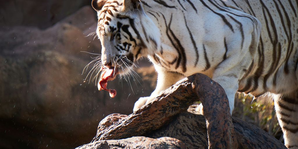 white tiger eating raw meat on rock