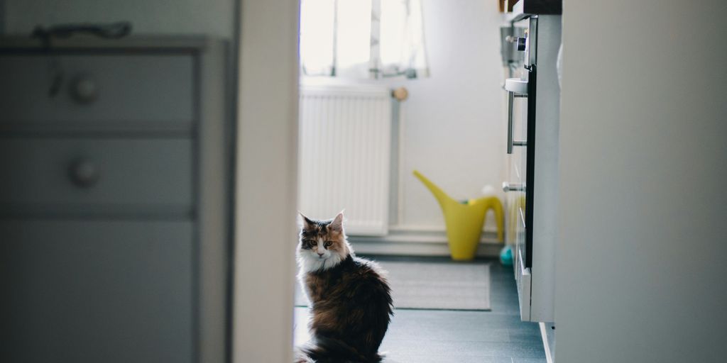 black and white cat near white cabinet