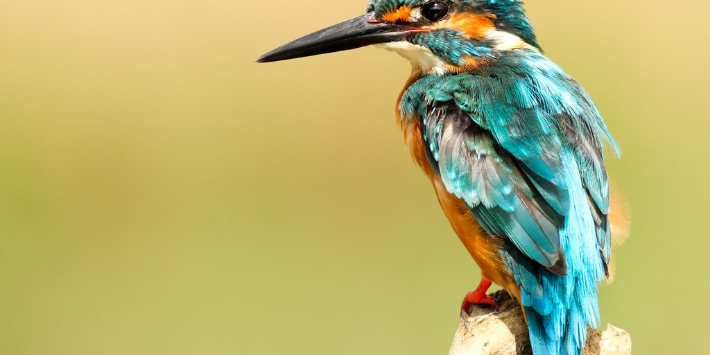 blue and brown bird on brown tree trunk