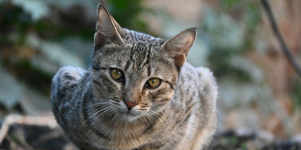 a close up of a cat on a rock