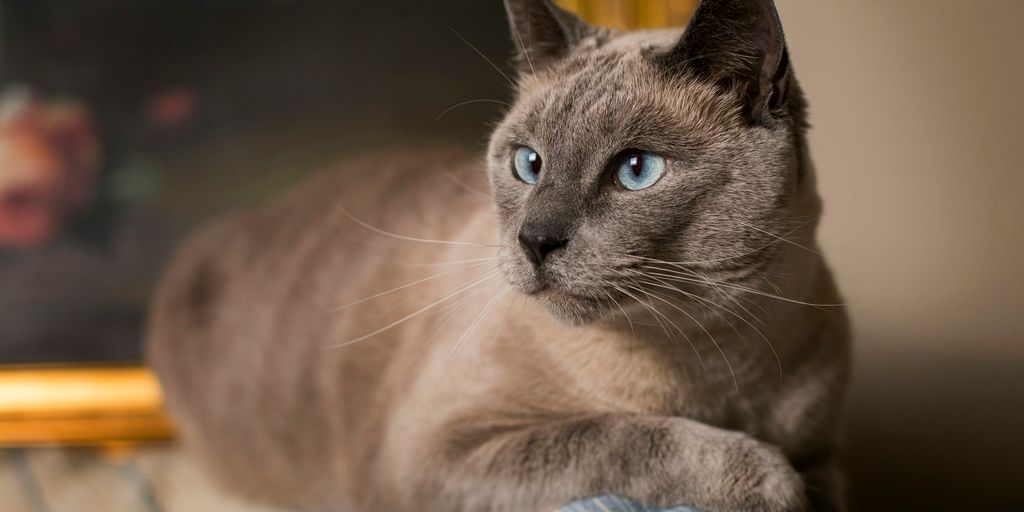 shallow focus photography siamese cat