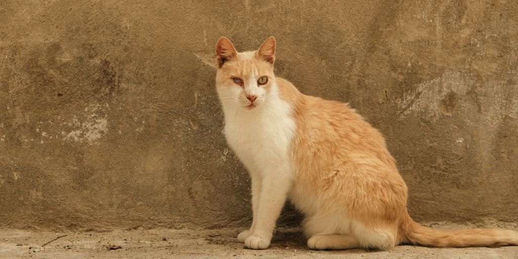 a cat sitting on the ground