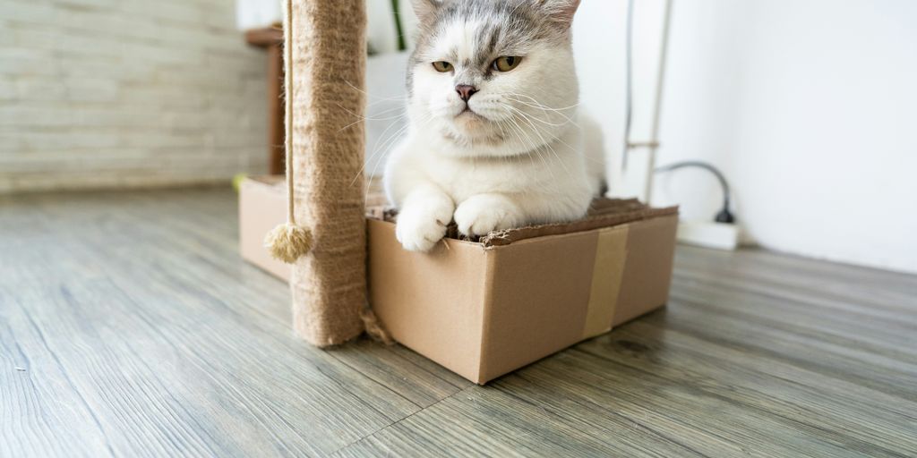 white and gray cat in brown cardboard box