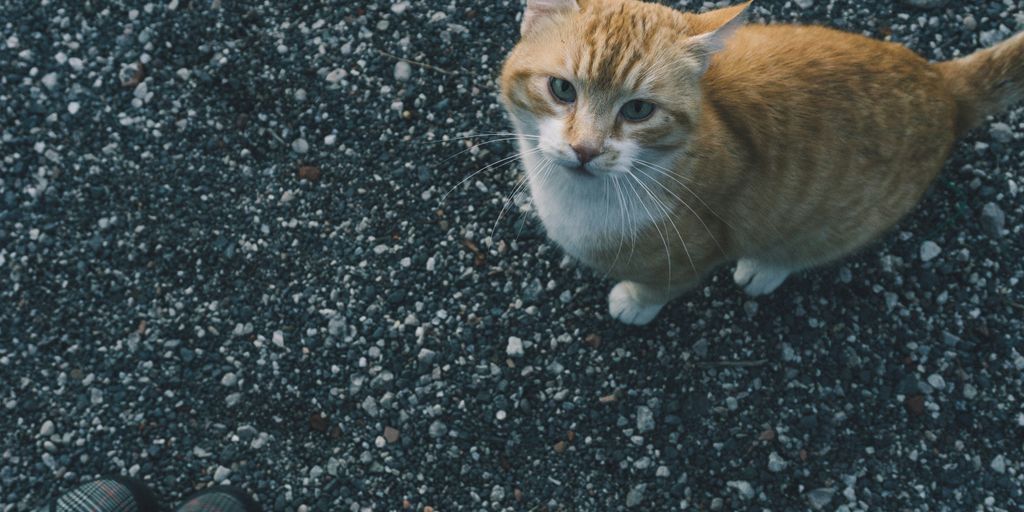 orange and white cat