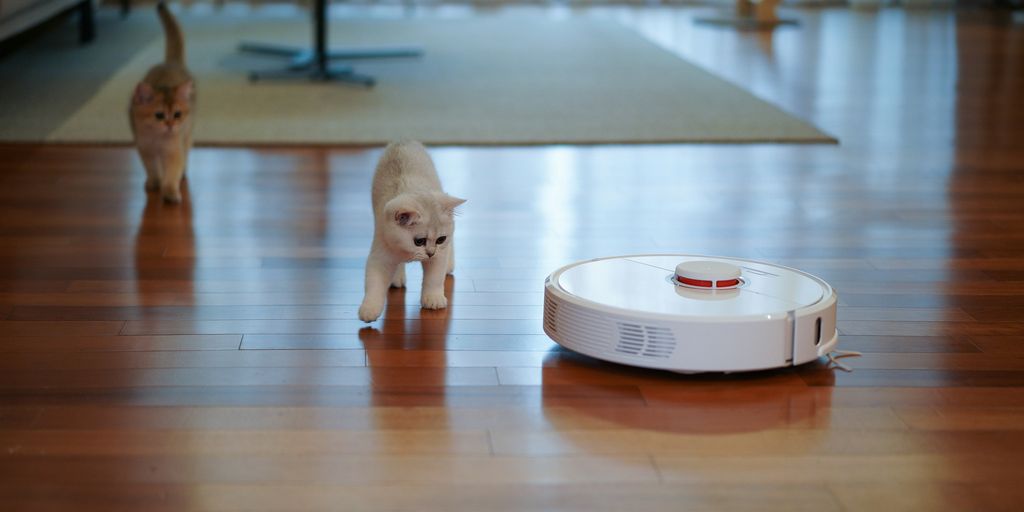 white short coated small dog on brown wooden floor