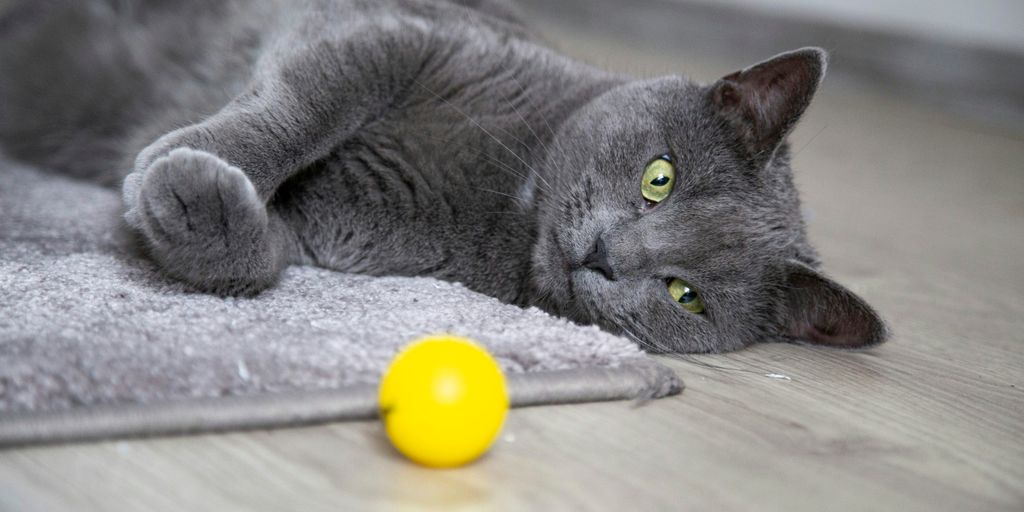 selective focus photography of lying Russian blue cat