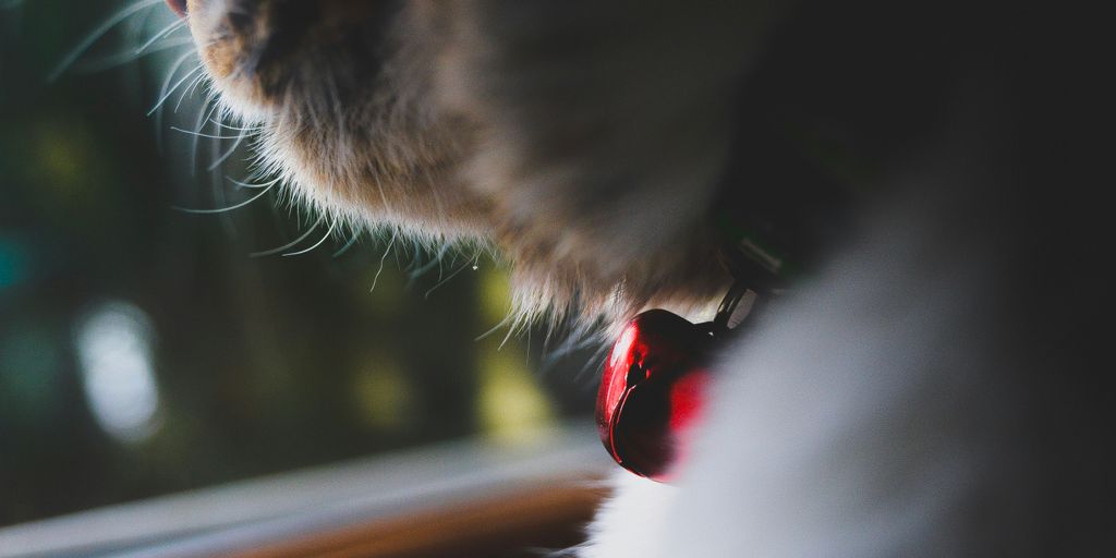 selective focus photograph of red cat's collar