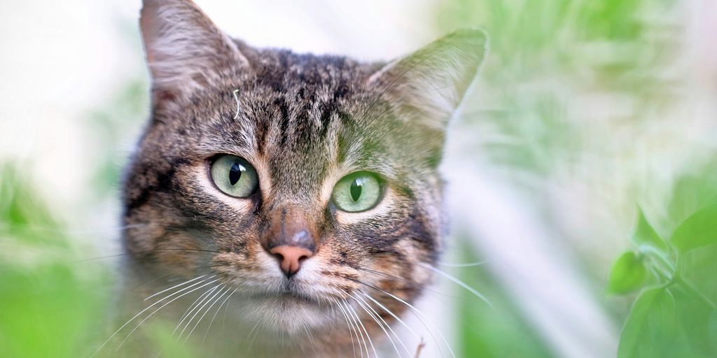 cat surrounded by leaves