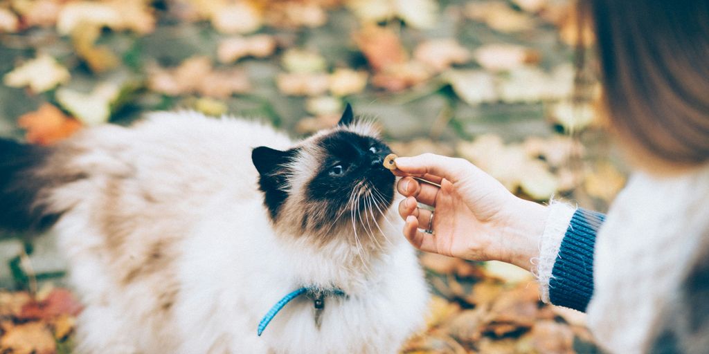 person feeding white and black cat